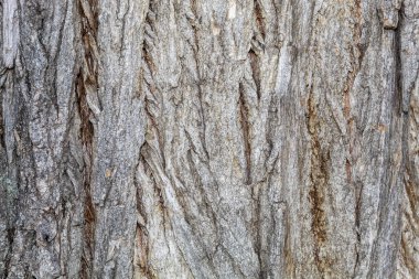 Closeup Tree Bark Texture Background