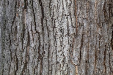 Closeup Tree Bark Texture Background