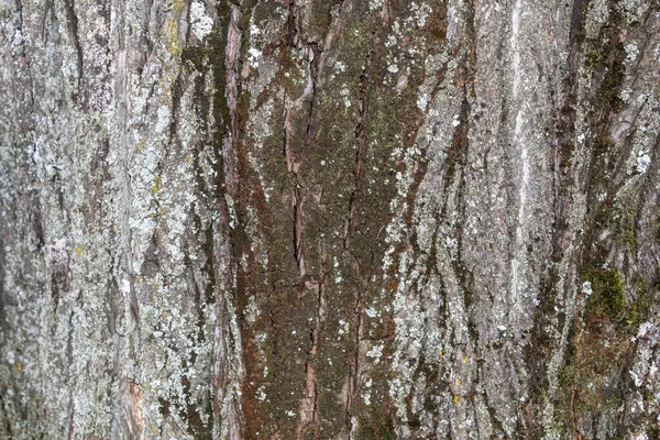 Closeup Tree Bark Texture Background — Stockfoto