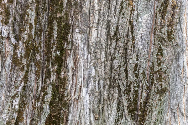 Nahaufnahme Baumrinde Textur Hintergrund — Stockfoto