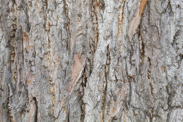 Closeup Tree Bark Texture Background — Stock Photo, Image