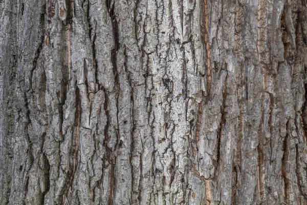 Closeup Árvore Casca Textura Fundo — Fotografia de Stock