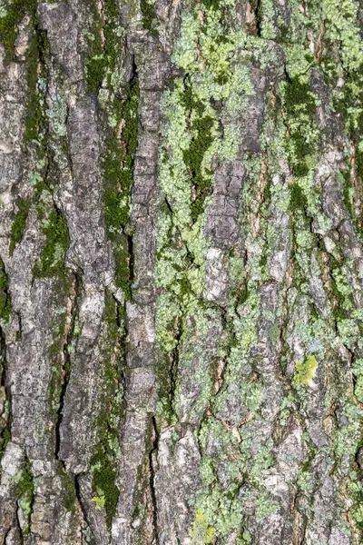 Nahaufnahme Baumrinde Textur Mit Moos — Stockfoto