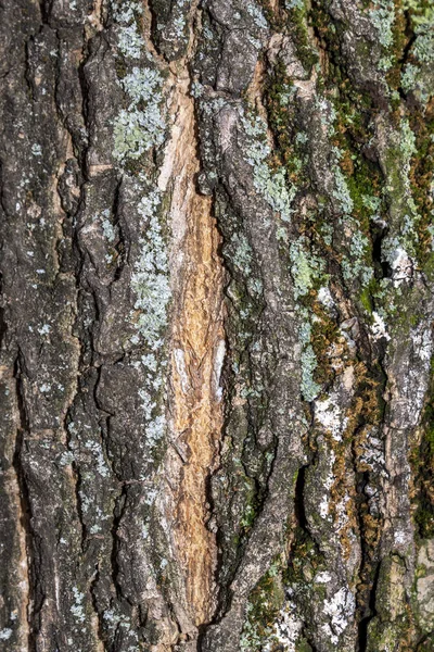 Närbild Präglade Träd Bark Textur För Bakgrund Eller Överlägg — Stockfoto