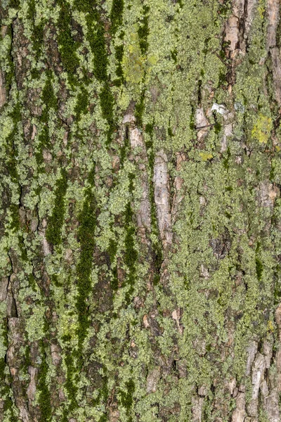 Zbliżenie Tree Bark Tekstury Mech — Zdjęcie stockowe