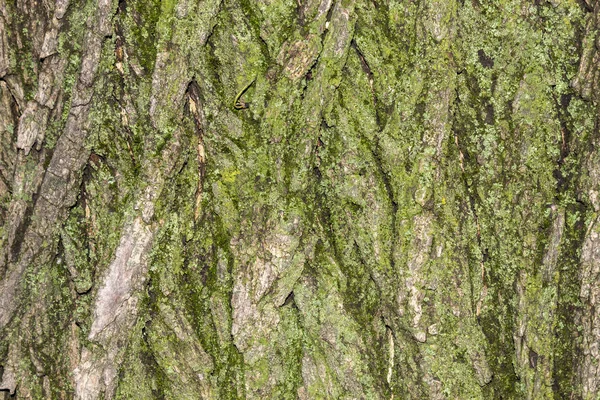 Nahaufnahme Baumrinde Textur Mit Moos — Stockfoto