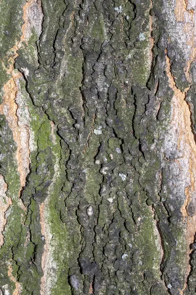 Detailní Reliéfní Textura Kůry Stromu Pro Pozadí Nebo Překrytí — Stock fotografie