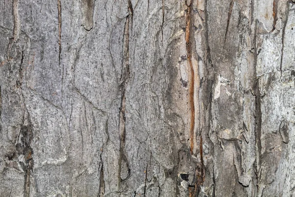 Closeup Embossed Tree Bark Texture Background Overlay — Stock Photo, Image