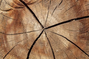 Eskimiş Kahverengimsi Kesilmiş Tahta Çatallı Doku