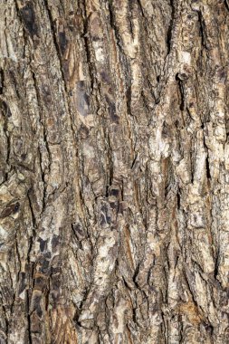 Closeup Tree Bark Texture Background