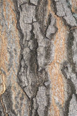 Ağaç kabuğu dokusunu kapat