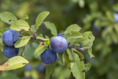 Meyveleri Kapalı Vahşi Kara Diken Şubesi