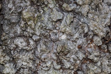 Arkaplan ya da Kaplama için Ağaç Kabuğu Dokusunu Kapat