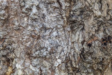 Arkaplan ya da Kaplama için Ağaç Kabuğu Dokusunu Kapat