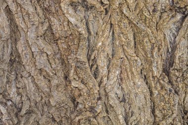 Arkaplan ya da Kaplama için Ağaç Kabuğu Dokusunu Kapat