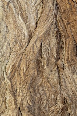 Arkaplan ya da Kaplama için Ağaç Kabuğu Dokusunu Kapat