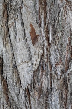 Arkaplan ya da Kaplama için Ağaç Kabuğu Dokusunu Kapat