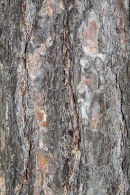Ağaç kabuğu dokusunu kapat