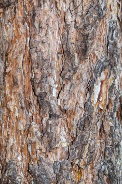 Ağaç kabuğu dokusunu kapat