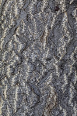 Arkaplan ya da Kaplama için Ağaç Kabuğu Dokusunu Kapat