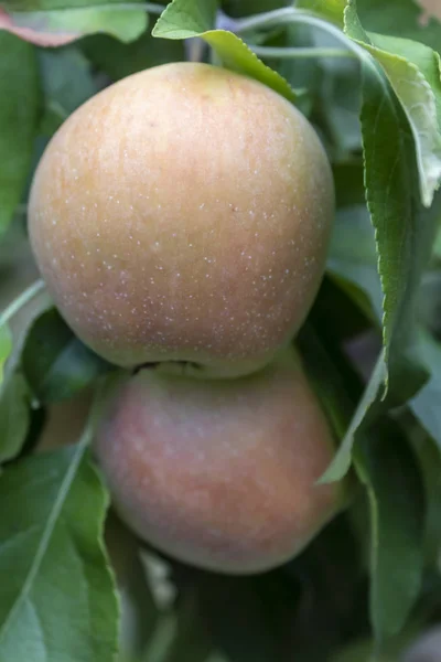 Closeup Apple Branch Fruits — Stock Photo, Image