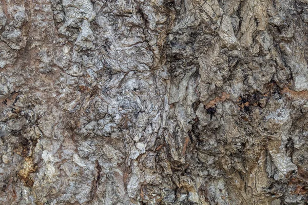 Detailní Textura Kůry Stromu Pro Pozadí Nebo Překrytí — Stock fotografie