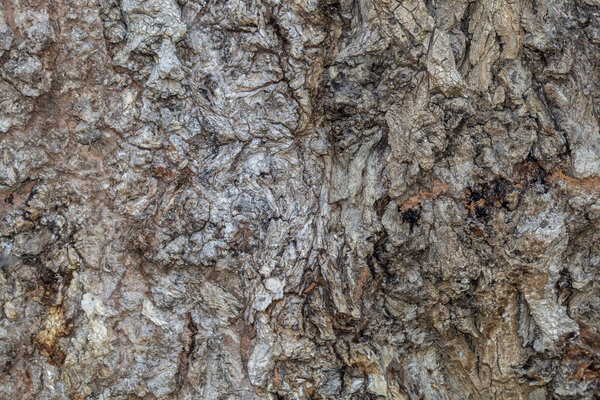 Closeup Tree Bark Texture For Background or Overlay