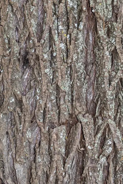 Textura Corteza Árbol Primer Plano Para Fondo Superposición — Foto de Stock