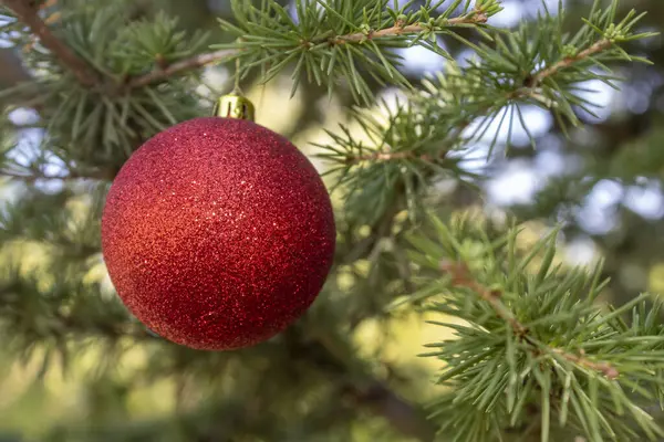 Christmas New Year Red Decorative Ball Hanged Pine Tree — Stock Photo, Image