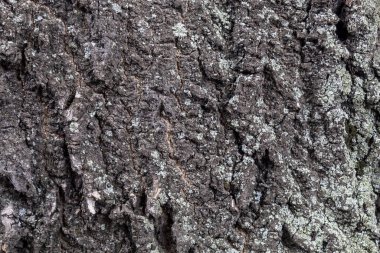 Arkaplan ya da Kaplama için Ağaç Kabuğu Dokusunu Kapat