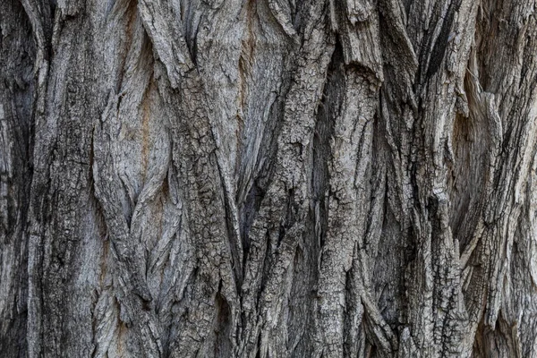 Closeup Tree Bark Texture Background Overlay — Stock Photo, Image