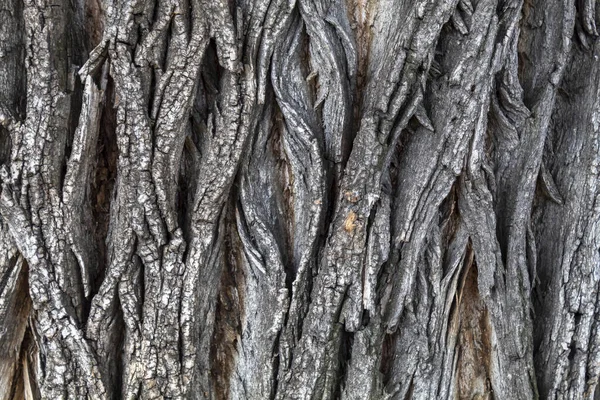 Arkaplan Kaplama Için Ağaç Kabuğu Dokusunu Kapat — Stok fotoğraf
