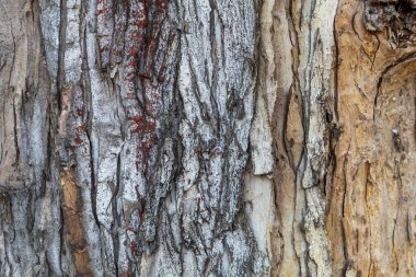 Arkaplan ya da Kaplama için Ağaç Kabuğu Dokusunu Kapat