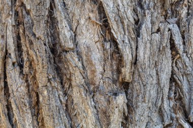 Arkaplan ya da Kaplama için Ağaç Kabuğu Dokusunu Kapat