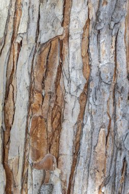 Arkaplan ya da Kaplama için Ağaç Kabuğu Dokusunu Kapat