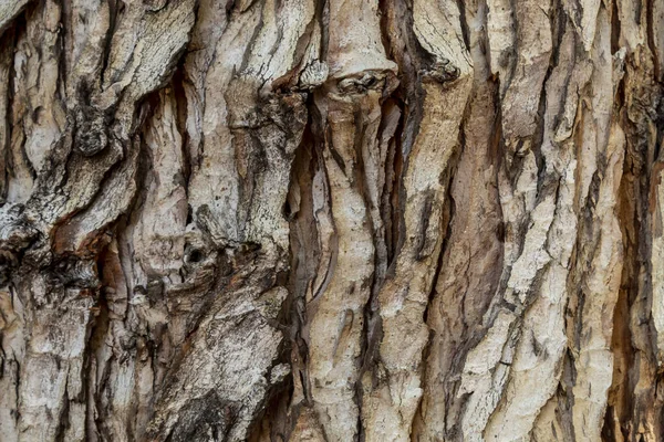 Textura Casca Árvore Close Para Fundo Sobreposição — Fotografia de Stock