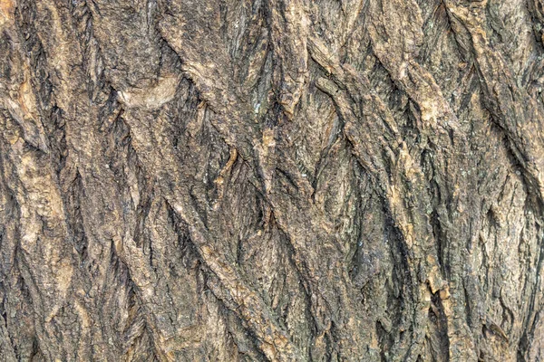 Closeup Tree Bark Υφή Για Φόντο Επικάλυψη — Φωτογραφία Αρχείου