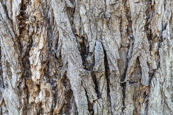 Closeup Tree Bark Texture Background Overlay — Stock Photo, Image