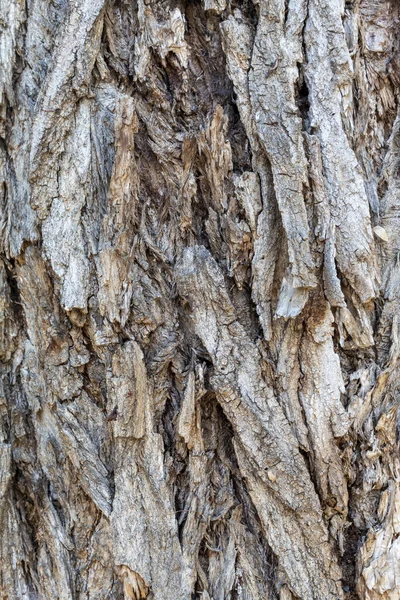 Närbild Träd Bark Textur För Bakgrund Eller Överlägg — Stockfoto