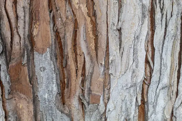 背景或覆盖的树皮树皮结构 — 图库照片