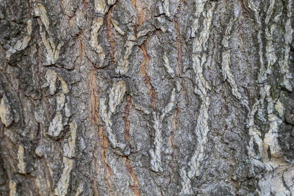 Nahaufnahme Baumrinde Textur Für Hintergrund Oder Overlay — Stockfoto