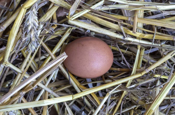 Κοντινό Αυγό Κοτόπουλου Στο Άχυρο — Φωτογραφία Αρχείου