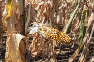 Mısır Tarlasında Kayıp Çekirdeklerle Olgun Küçük ve Hasarlı Mısır Kötü Yılı Sembolize Ediyor