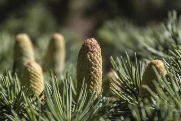 Piccoli Coni Pino Verde Sul Pino — Foto Stock