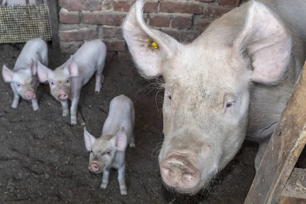 Yorkshire Pig With Its Three Piglets