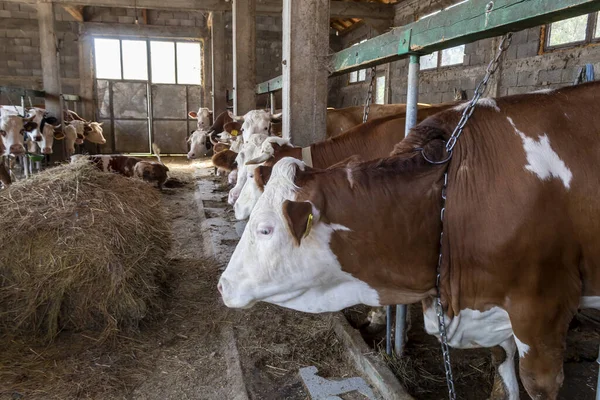 Simmental Cows Stall Small Serbian Farm — Stock fotografie