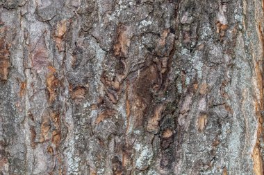Arkaplan ya da Kaplama için Ağaç Kabuğu Dokusunu Kapat