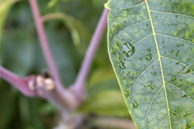 Close-up van blad met water drops