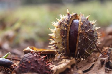 Kestane Meyvesi Yerde yatıyor