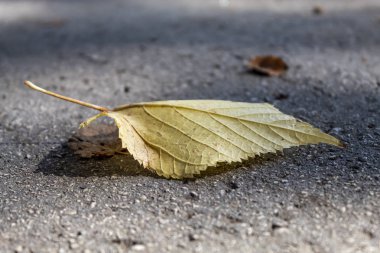 Asfalta konan Sarı Sonbahar Yaprağı